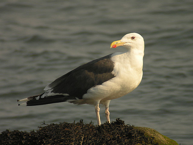 File:Great Black-backed Gull.jpg