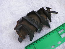 Photo of 12 centimetres (4.7 in) egg case adjacent to ruler, the egg case is a brown ovalish shape, with a spiral band running around it from top to bottom.