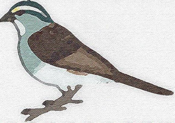 File:Sparrow.JPG