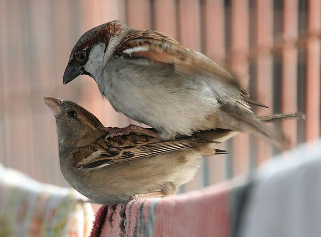 File:House Sparrows mating I IMG 0066.jpg