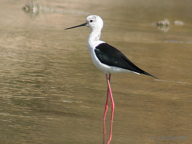 File:Black winged Stilt I MG 9747.jpg