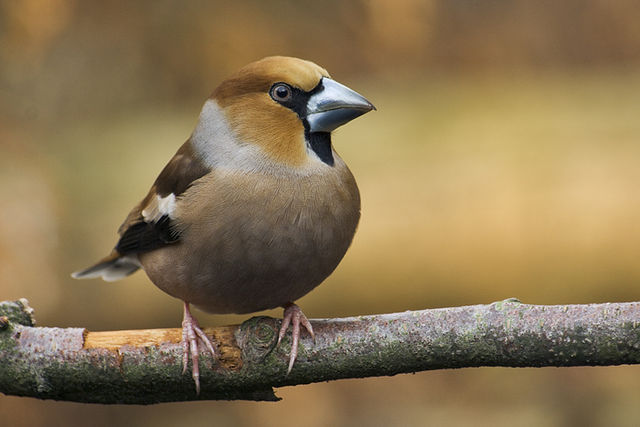 File:Coccothraustes coccothraustes.jpg