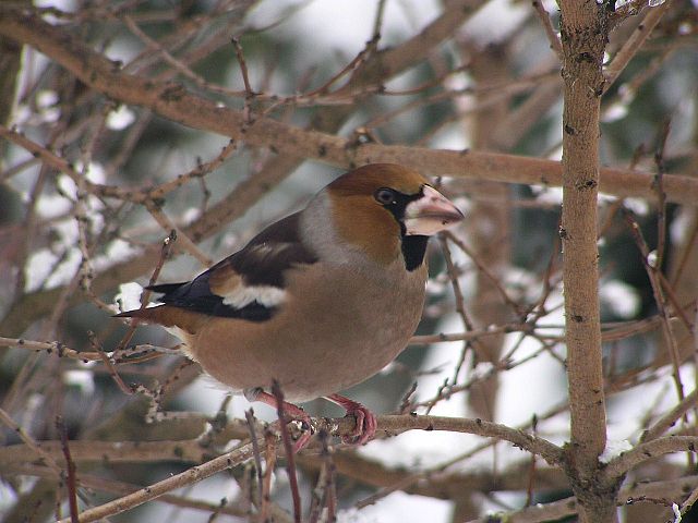 File:Grubodziob c coccothraustes3.jpg