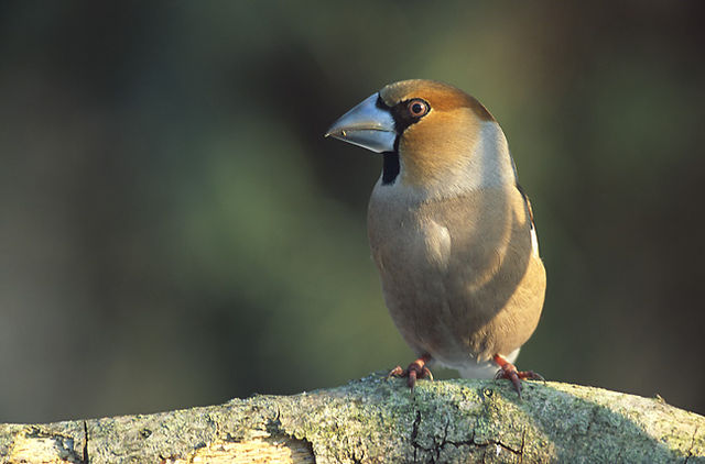 File:Coccothraustes coccothraustes 2 (Marek Szczepanek).jpg