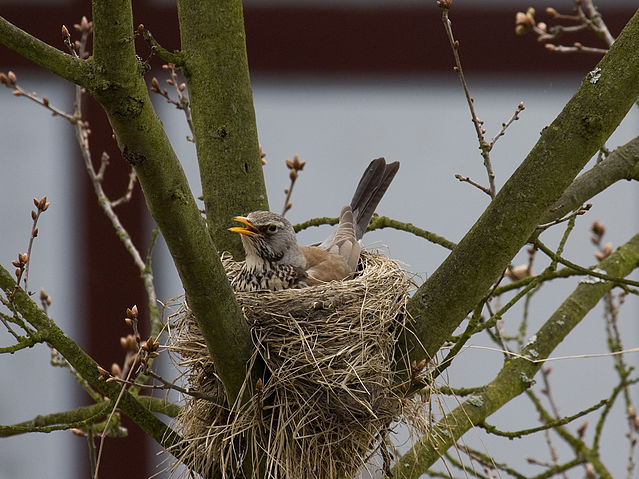 File:Fieldfare 4.jpg