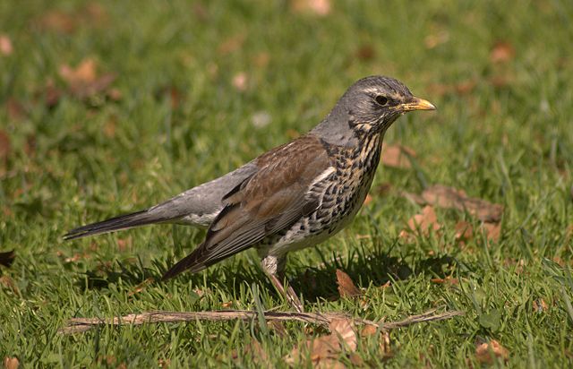 File:Fieldfare aka Turdus pilaris.jpg