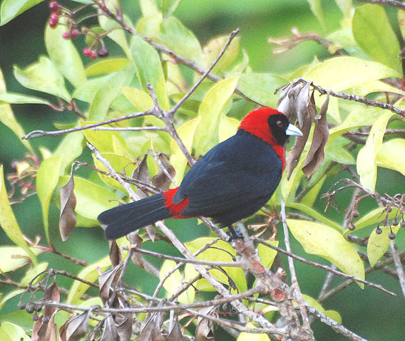 File:Ramphocelus sanguinolentus.jpg