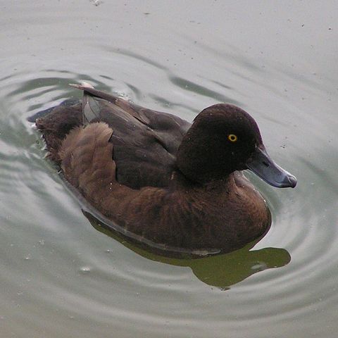 File:Female Tufted Duck 800.jpg