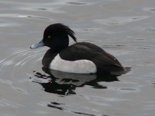 File:Aythya fuligula male showing tuft.jpg