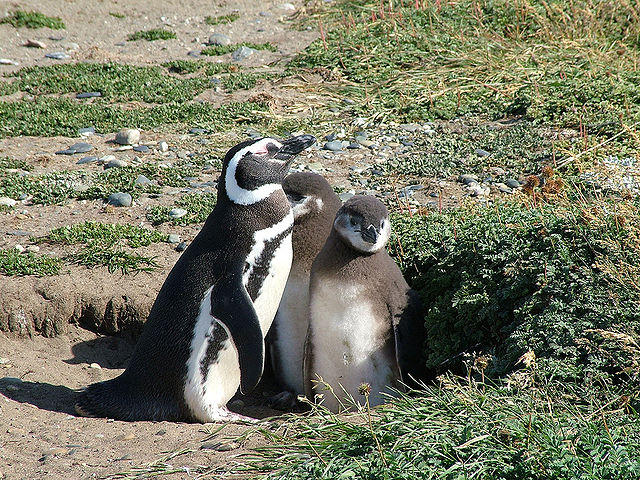 File:Spheniscus magellanicus - adult and 2 chicks by burrow.jpg