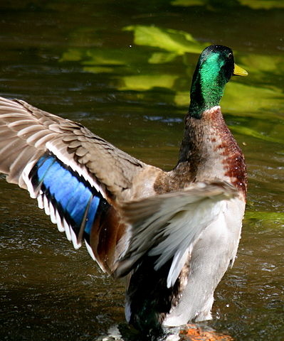 File:Mallard speculum.jpg