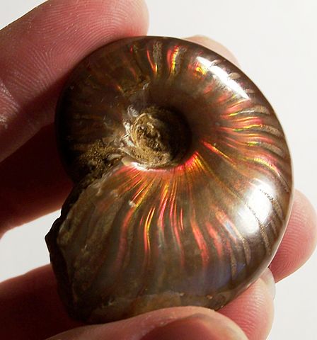 File:IridescentAmmonite.jpg