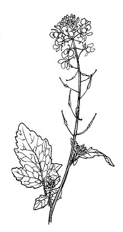 File:WhiteMustard.jpg