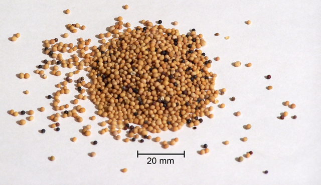 File:Mustard.png