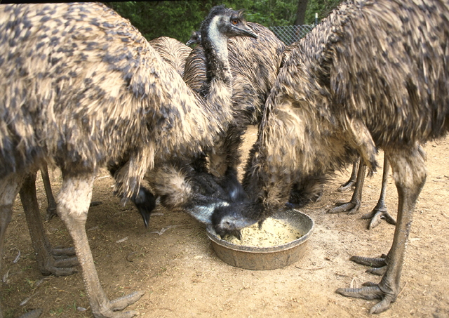 File:Feeding farmed Emu.jpg
