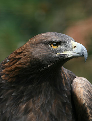 File:Steinadler Aquila chrysaetos closeup1 Richard Bartz.jpg