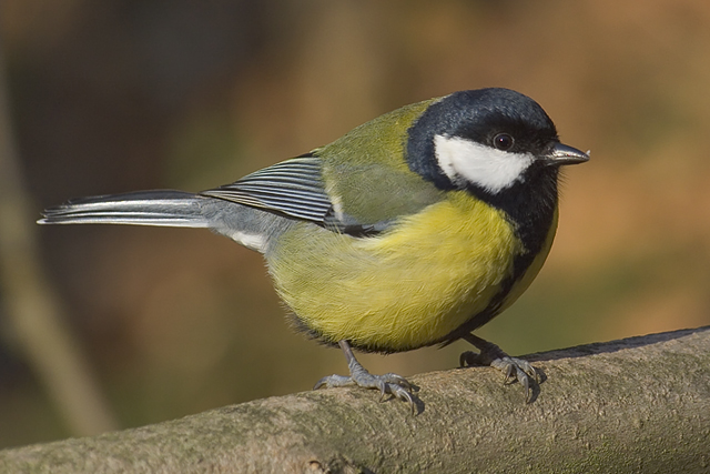 File:Parus major male.jpg