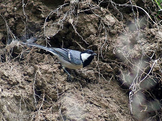 File:Great Tit I IMG 3106.jpg