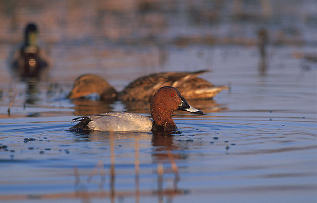 File:Aythya ferina (Marek Szczepanek).jpg