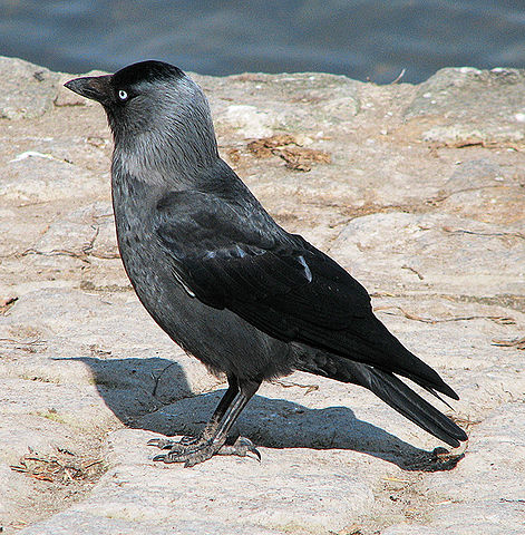 File:Dohle (Corvus monedula) d1.jpg