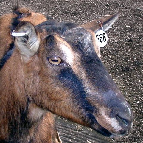 File:The number of the beast.jpg