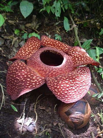 File:Rafflesia sumatra.jpg