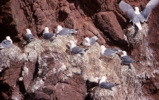 File:Kittiwakes (Rissa tridactyla), Bullers of Buchan - geograph.org.uk - 1072631.jpg