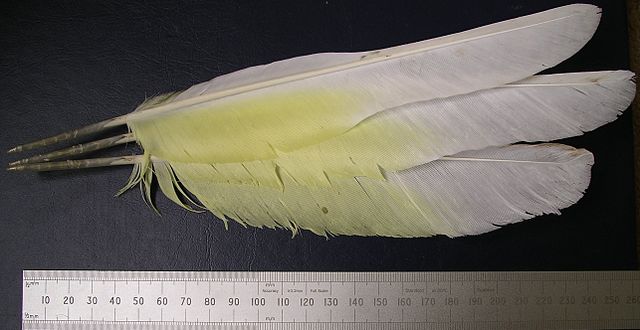File:Under side umbrella cockatoo wing.JPG