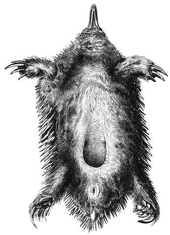 File:Ameisenigel Unterseite-drawing.jpg