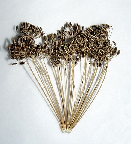File:Dill dried umbel.jpg