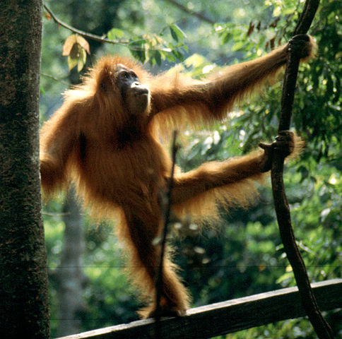 File:Man of the woods.JPG