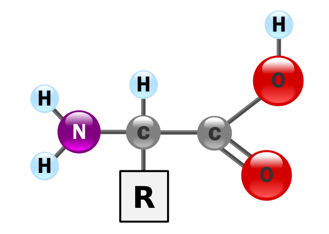 File:AminoAcidball.svg
