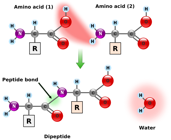 File:Peptidformationball.svg