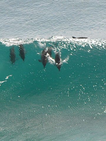 File:Dolphinsurfresize.jpg