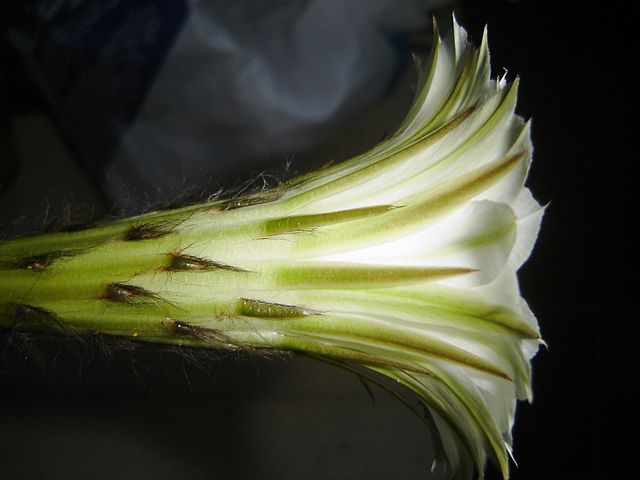 File:Echinopsis perianth.jpg