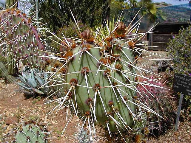 File:Cactus1web.jpg