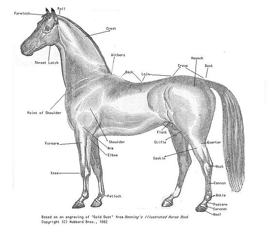 File:Dessin cheval grand.jpg