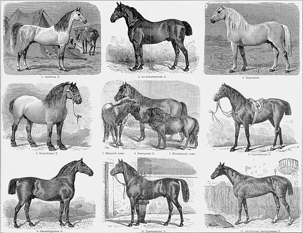 File:Brockhaus and Efron Encyclopedic Dictionary b35 043-0.jpg
