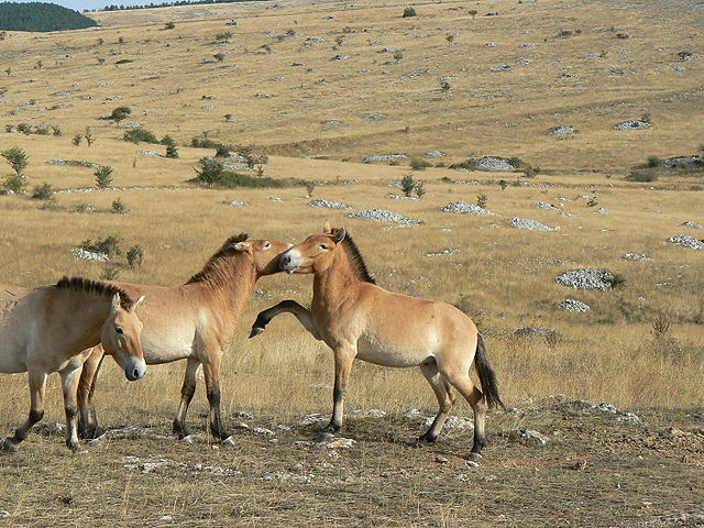 File:France Lozère Causse Méjean Chevaux de Przewalski 20.jpg