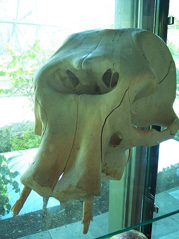 File:Dwarfelephant.jpg