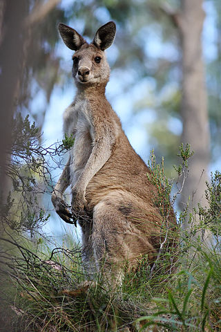 File:Eastern grey kangaroo dec07 02.jpg