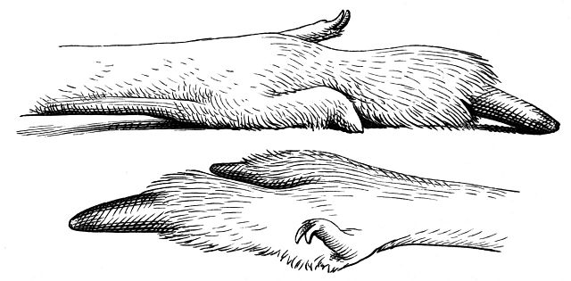 File:Kaenguru Hinterfuss-drawing.jpg