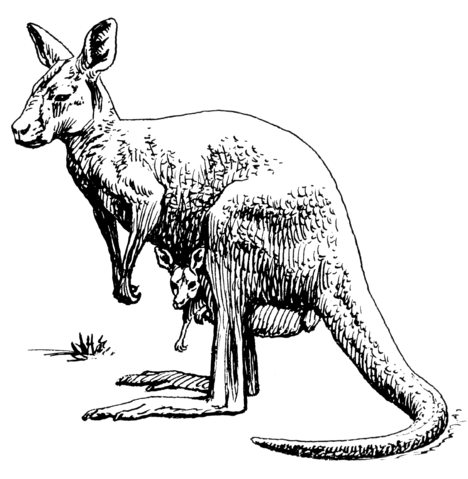File:Kangaroo (PSF).png