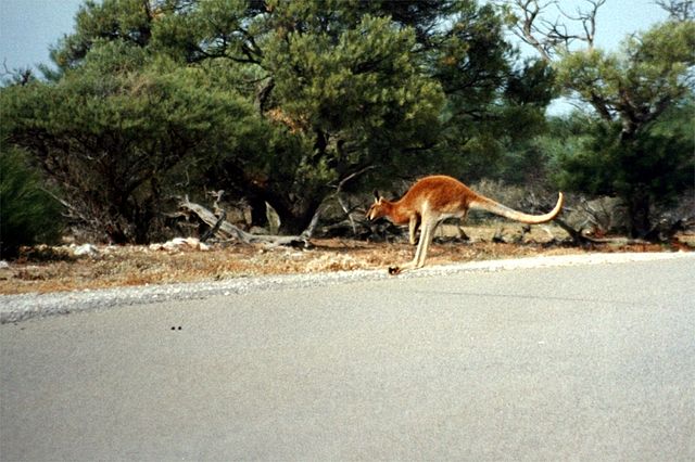 File:Western australia kan.jpg