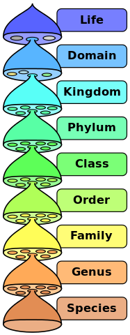 File:Biological classification L Pengo vflip.svg