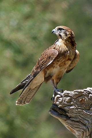 File:Brown-Falcon,-Vic,-3.1.2008.jpg
