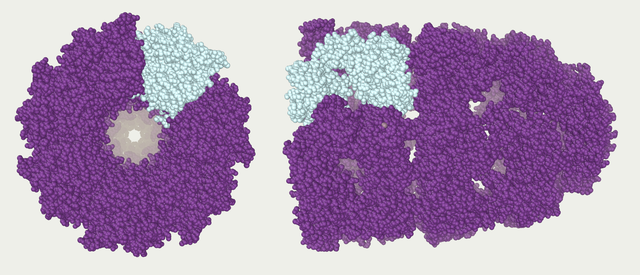 File:Chaperonin-1AON.png