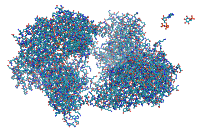 File:Hexokinase ball and stick model, with substrates to scale copy.png