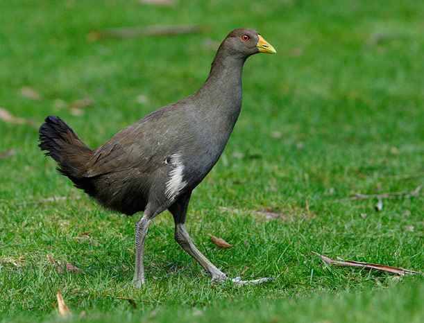 File:Tasmanian-Native-hen.jpg