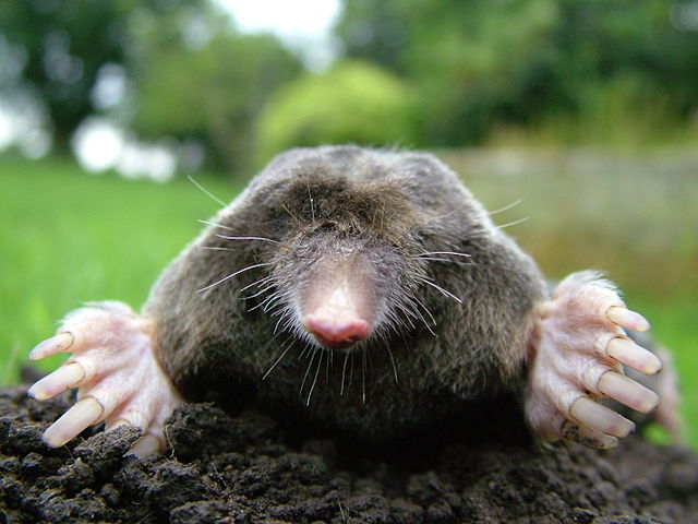 File:Close-up of mole.jpg